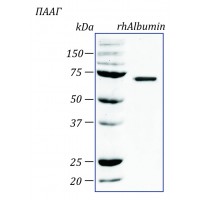 rhAlbumin, альбумин человека, рекомбинантный белок  1 мг PSP100-1