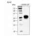 rhGM-CSF, гранулоцитарно-макрофагальный колониестимулирующий фактор человека, рекомбинантный белок, 2 мкг