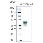 rhFlt3L, лиганд рецепторной тирозин киназы человека, рекомбинантный белок, 10 мкг