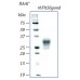 rhIL-4, интерлейкин 4 человека, рекомбинантный белок, 100 мкг