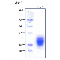rhIL-6, интерлейкин 6 человека, рекомбинантный белок, 100  мкг