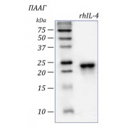 rhIL-4, интерлейкин 4 человека, рекомбинантный белок, 2 мкг