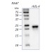 rhIL-4, интерлейкин 4 человека, рекомбинантный белок, 2 мкг