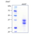 rhSCF, фактор стволовых клеток человека, рекомбинантный белок, 10 мкг