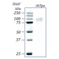 rhTpo, тромбопоэтин человека, рекомбинантный белок, 50 мкг
