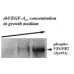 rhVEGF-A165 фактор роста эндотелия сосудов- А человека, изоформа 165, рекомбинантный белок, 2 мкг