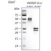rhVEGF-A165 фактор роста эндотелия сосудов- А человека, изоформа 165, рекомбинантный белок, 10 мкг