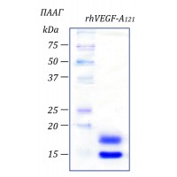rhVEGF-A121 фактор роста эндотелия сосудов- А человека, изоформа 121, рекомбинантный белок, 10 мкг