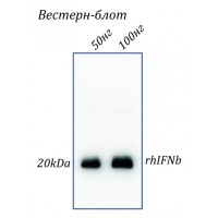 Human IFN-beta Antibody, антитела к интерферону бета человека, нейтрализующие, иммуноблотинг, иммунопреципитация, 100 мкг