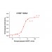 rhHGF 728AA, фактор роста гепатоцитов человека, рекомбинантный белок, 2 мкг