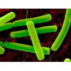 Среды для культивирования анаэробных бактерий