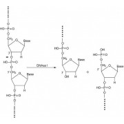Дезоксирибонуклеаза I(DNase I), AppliChem, 500 мг