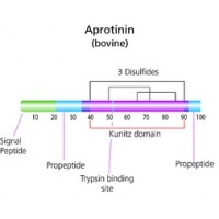 Aprotinin from bovine lung lyophilized powder, 3-8 TIU/mg solid Sigma A1153