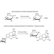 β-Glucuronidase from bovine liver Type B-10, ~10,000 units/mg solid Sigma G0501