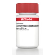 γ-Glutamyltranspeptidase from porcine kidney Type IV, 2.0-6.0 units/mg solid Sigma G2262