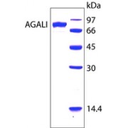 α-Galactosidase I, Alkaline from <I>Cucumis melo</I> Sigma G7673