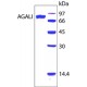 α-Galactosidase I, Alkaline from <I>Cucumis melo</I> Sigma G7673