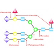 Нейраминидазы, Clostridium перфриндженс, 50% вес / вес сахароза, Alfa Aesar, 10шт