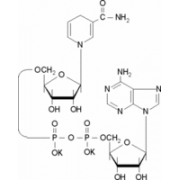 β-Nicotinamide adenine dinucleotide, reduced dipotassium salt Sigma N4505