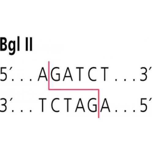 Bgl II from Bacillus licheniformis Restriction Enzyme Sigma R6377