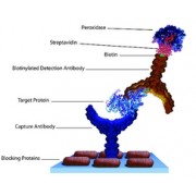 Стрептавидин, Streptomyces avidinii, 95%, Alfa Aesar, 10 мг